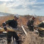 ¡Heroico rescate! Soldados del ejército salvan 3 caimanes y 2 tortugas en labores para mitigar incendio en el parque Isla Salamanca