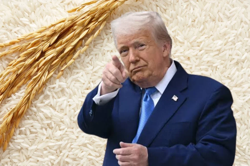 Cultivo de arroz en Colombia, sector que enfrenta una caída en producción y un aumento de las importaciones