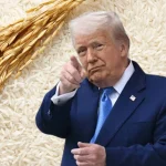 Colombia compra más arroz afuera y siembra menos: importaciones se disparan 239,5 % mientras la producción cae