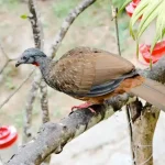 La pava de la Sierra Nevada podría ser una especie única en el mundo